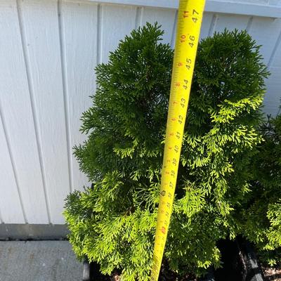 2 Metal Planters w Arborvitaes