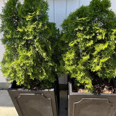 2 Metal Planters w Arborvitaes