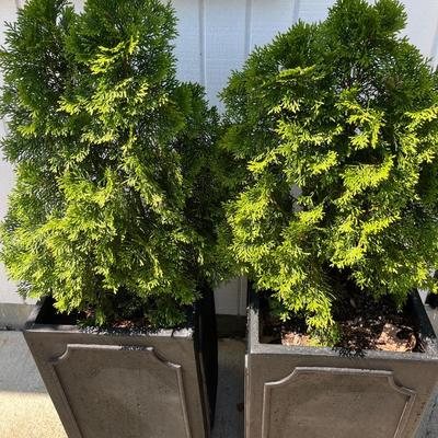 2 Metal Planters w Arborvitaes