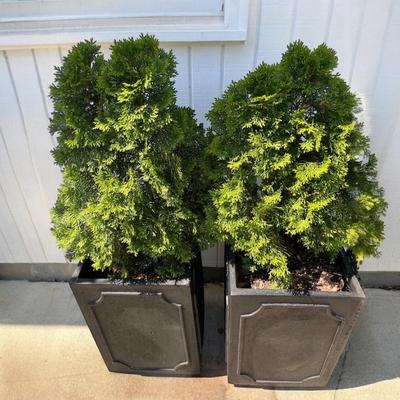 2 Metal Planters w Arborvitaes