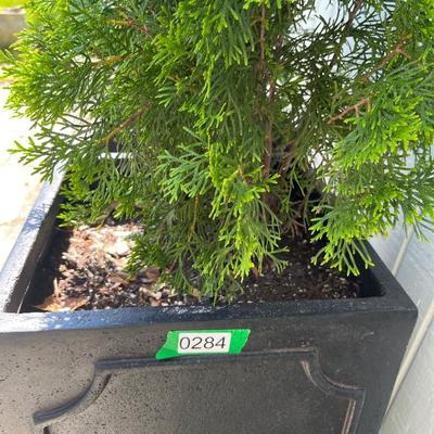 2 Metal Planters w Arborvitaes