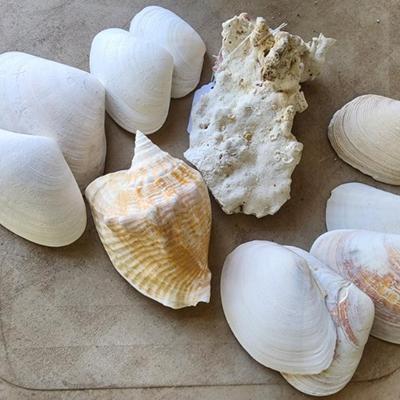 Sea Shells