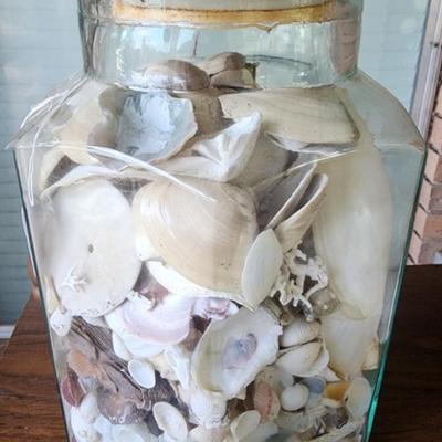 Sea Shells