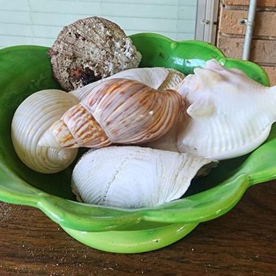 Sea Shells