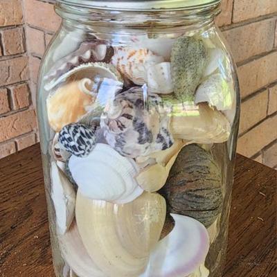 Sea Shells