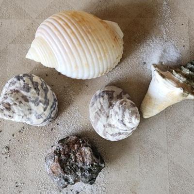 Sea Shells
