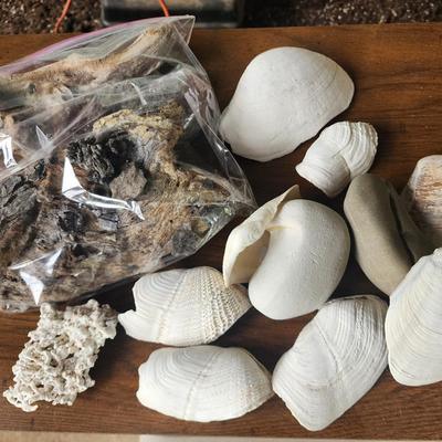Sale Photo Thumbnail #371: Large group of sea shells