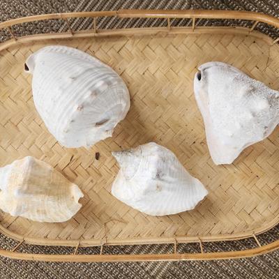 Sea Shells