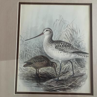 Framed Vintage Shorebird Art Print