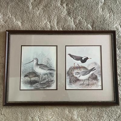 Framed Vintage Shorebird Art Print
