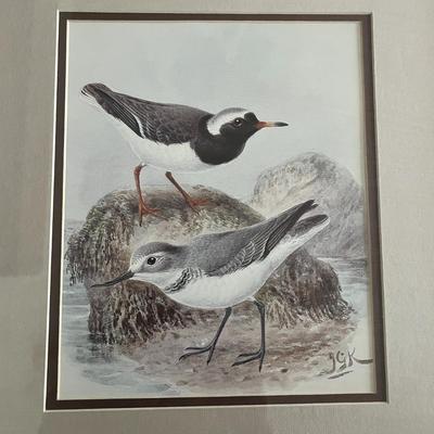 Framed Vintage Shorebird Art Print
