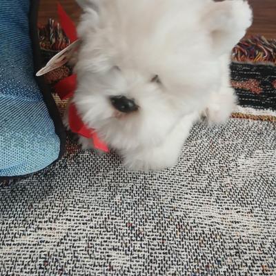 Westie Dog Lover’s Bundle – Blanket, Books, Pillow & Plush