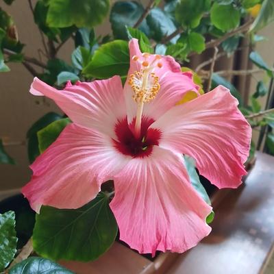 Large Potted Hibiscus Tree – Indoor/Outdoor