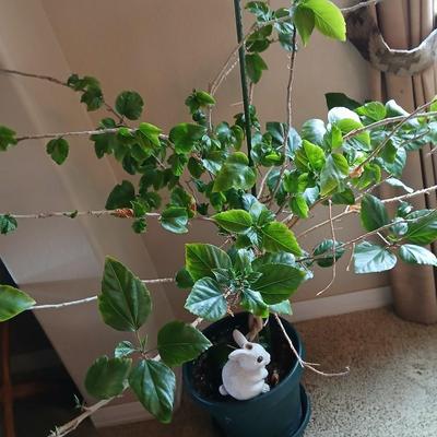 Large Potted Hibiscus Tree – Indoor/Outdoor