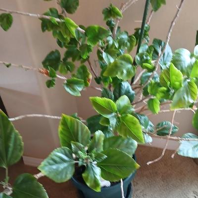 Large Potted Hibiscus Tree – Indoor/Outdoor