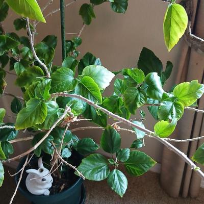 Large Potted Hibiscus Tree – Indoor/Outdoor