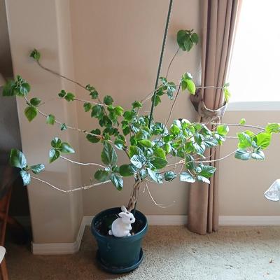 Large Potted Hibiscus Tree – Indoor/Outdoor