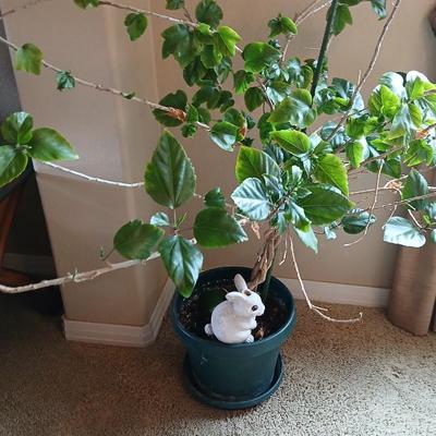 Large Potted Hibiscus Tree – Indoor/Outdoor