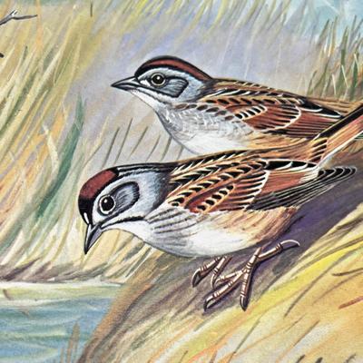 Lot 218 Bird prints