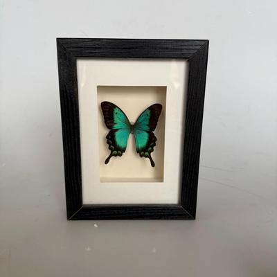 Sale Photo Thumbnail #276: Exotic Butterfly Framed