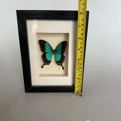 Sale Photo Thumbnail #278: Exotic Butterfly Framed