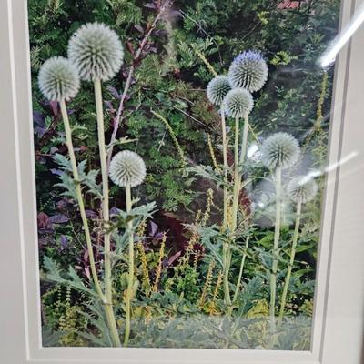 Sale Photo Thumbnail #223: DM67. Pair of Framed and Matted Photograph of Dandelions 

Dimensions: 12x15x1
Damage: Normal wear