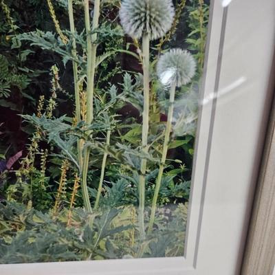 Sale Photo Thumbnail #227: DM67. Pair of Framed and Matted Photograph of Dandelions 

Dimensions: 12x15x1
Damage: Normal wear