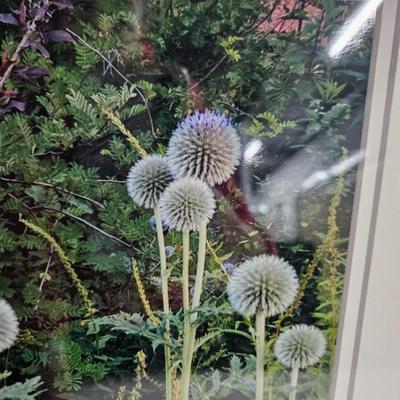 Sale Photo Thumbnail #225: DM67. Pair of Framed and Matted Photograph of Dandelions 

Dimensions: 12x15x1
Damage: Normal wear
