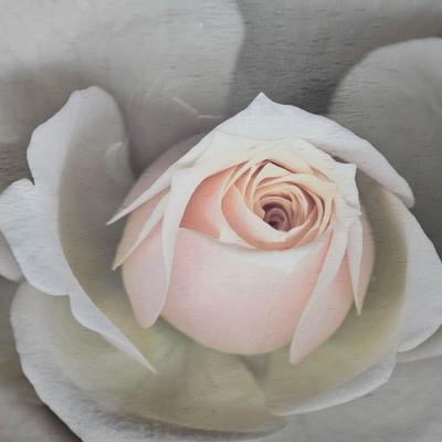 Sale Photo Thumbnail #421: Matted & Framed Art, “Peach Rose”

Dimensions: 34.5x31.5
Damage: Normal wear
