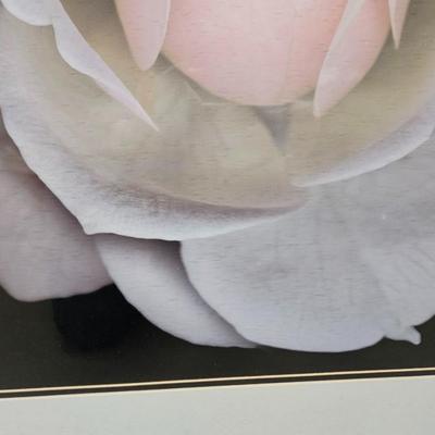 Sale Photo Thumbnail #422: Matted & Framed Art, “Peach Rose”

Dimensions: 34.5x31.5
Damage: Normal wear