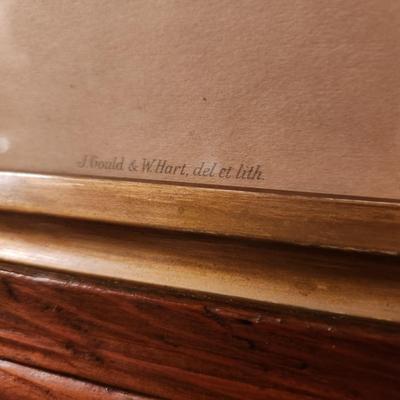 Vintage J. Gould & W. Hart del et lith. Trogon Atricollis, Vieill Walter, Imp.