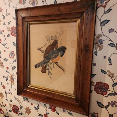 Vintage J. Gould & W. Hart del et lith. Trogon Atricollis, Vieill Walter, Imp.