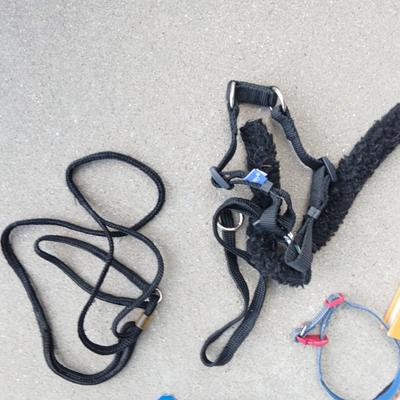 Large Lot of Dog Supplies – Collars, Grooming Tools, Bandanas, & More