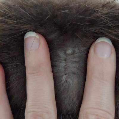 Vintage Koslow's Fur Coat (C2-BBL)