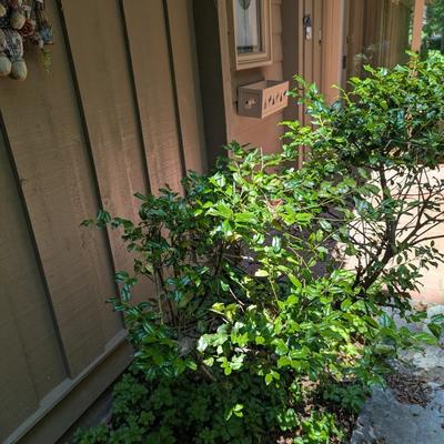 2 Metal Flower Boxes & Trellis