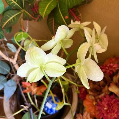 Real and Artificial Flowers with Pots