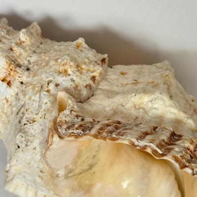 LOT 52F: Large Conch & Spider Conch Shells