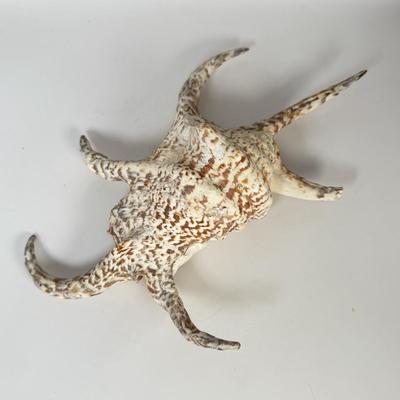 LOT 52F: Large Conch & Spider Conch Shells