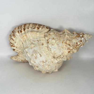 LOT 52F: Large Conch & Spider Conch Shells