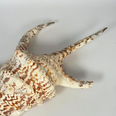 LOT 52F: Large Conch & Spider Conch Shells