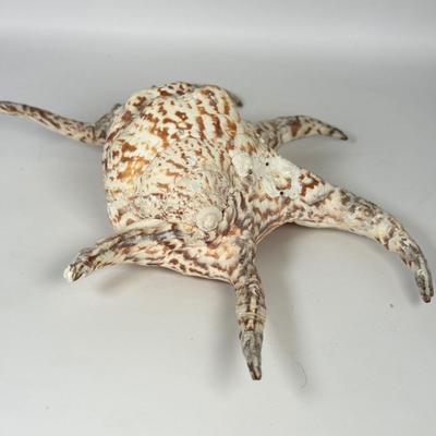 LOT 52F: Large Conch & Spider Conch Shells