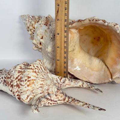 LOT 52F: Large Conch & Spider Conch Shells