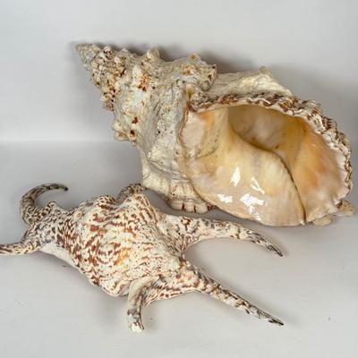 LOT 52F: Large Conch & Spider Conch Shells