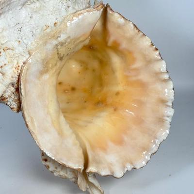 LOT 52F: Large Conch & Spider Conch Shells