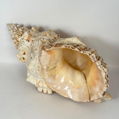 LOT 52F: Large Conch & Spider Conch Shells