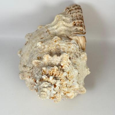 LOT 52F: Large Conch & Spider Conch Shells
