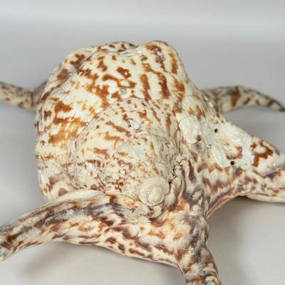 LOT 52F: Large Conch & Spider Conch Shells