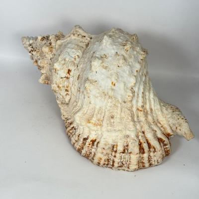LOT 52F: Large Conch & Spider Conch Shells