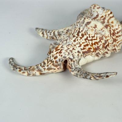 LOT 52F: Large Conch & Spider Conch Shells