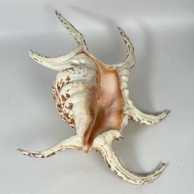 LOT 52F: Large Conch & Spider Conch Shells